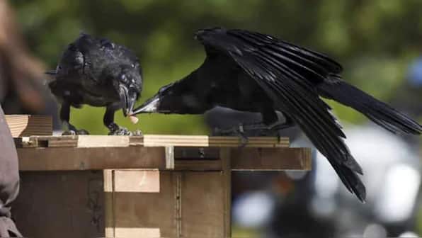 Clever Crows: Research reveals birdbrains can count and plan ahead much like toddlers