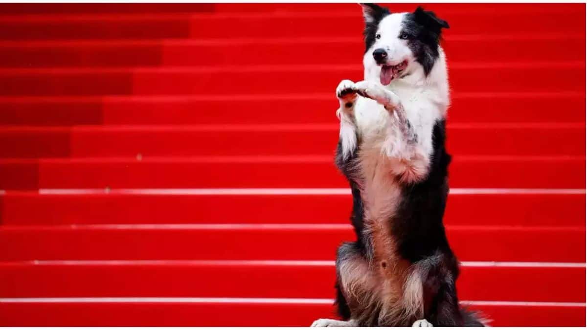 Cannes Film Festival 2024: Who is Messi, the dog that was the first