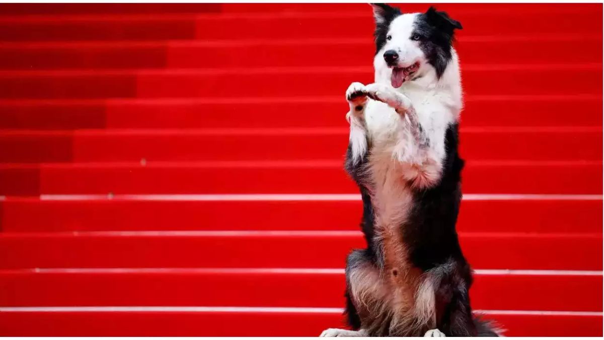 Cannes Film Festival 2024: Who is Messi, the dog that was the first