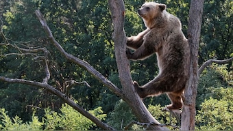 The 'man or bear' debate has been raging on social media for weeks. Reuters File Photo