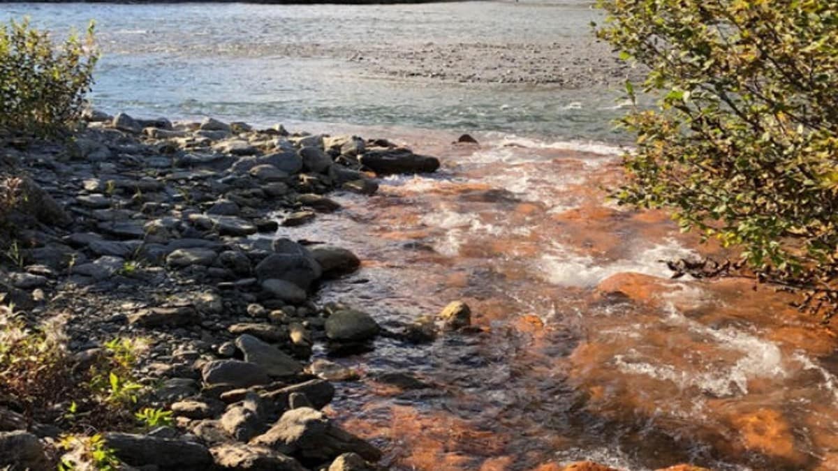 Why are rivers in Alaska turning orange? – Firstpost