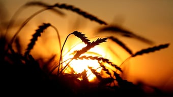 Wheat production in India is likely to take a hit due to climate change in some producer states. File image/Reuters