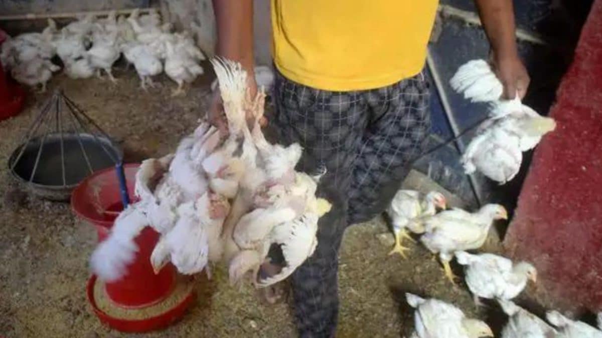 Jharkhand: Avian flu outbreak at poultry farm in Ranchi, 920 birds culled