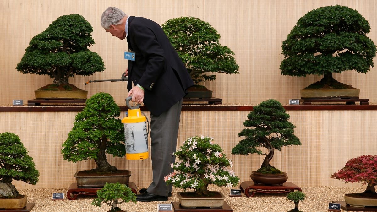 なぜ日本は盗難や密輸によって盆栽を失いつつあるのか – 最初の投稿