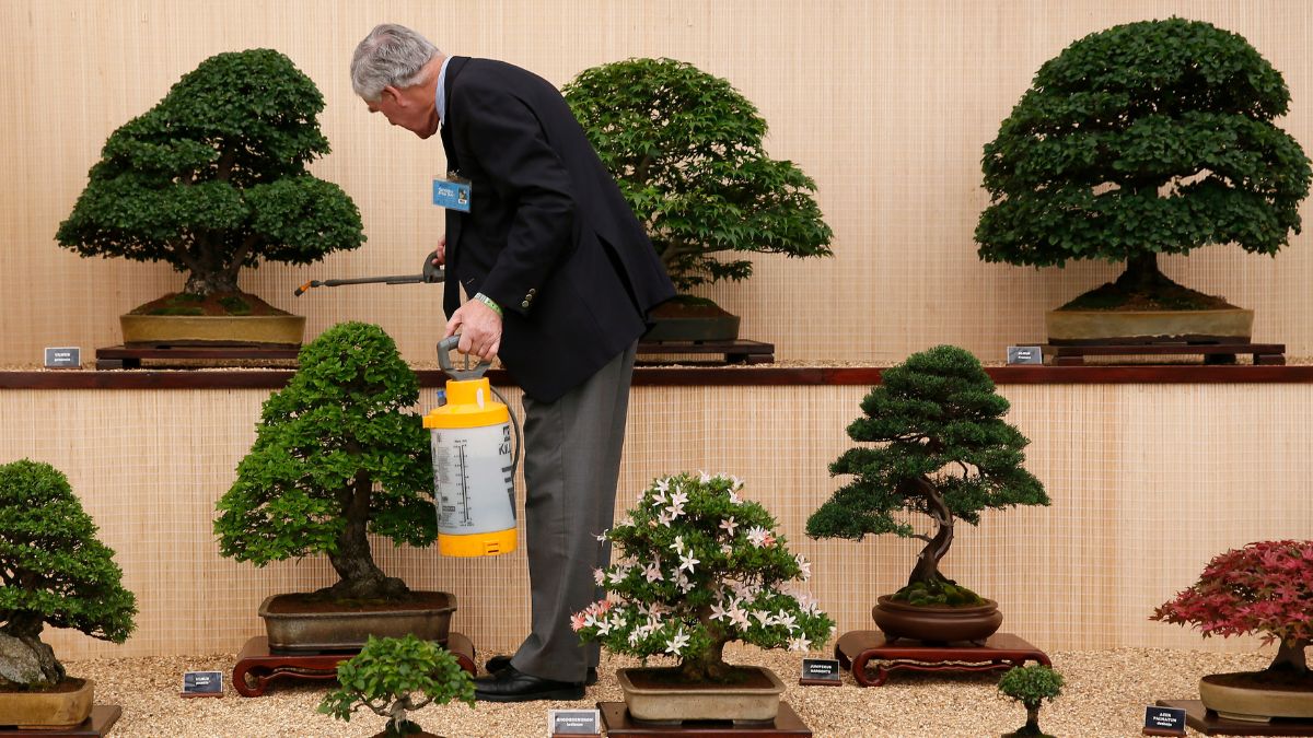 A man tends Bonsai trees during media day at the Chelsea Flower Show in London, 19 May, 2014. File Image/Reuters A man tends Bonsai trees during media day at the Chelsea Flower Show in London, 19 May, 2014. File Image/Reuters