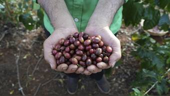 Freshly picked coffee beans at a coffee farm in Dak Lak province in Vietnam on 1 February, 2024. File Image/AP