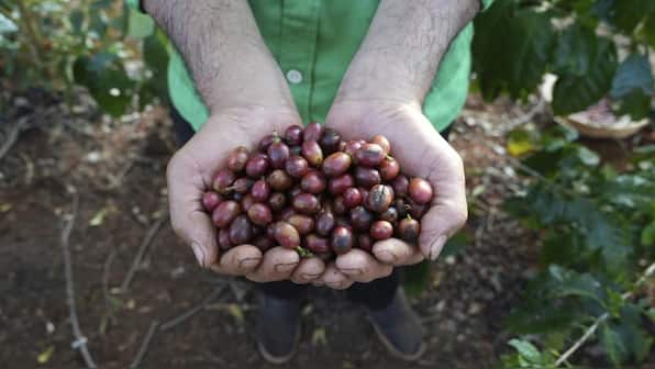 Why are coffee prices the highest in 47 years?