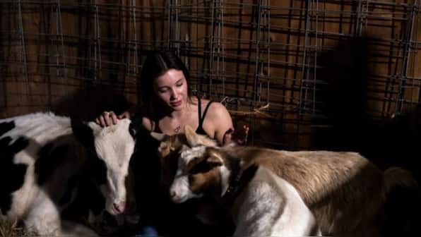 The US is urging people not to cuddle cows. Here’s why