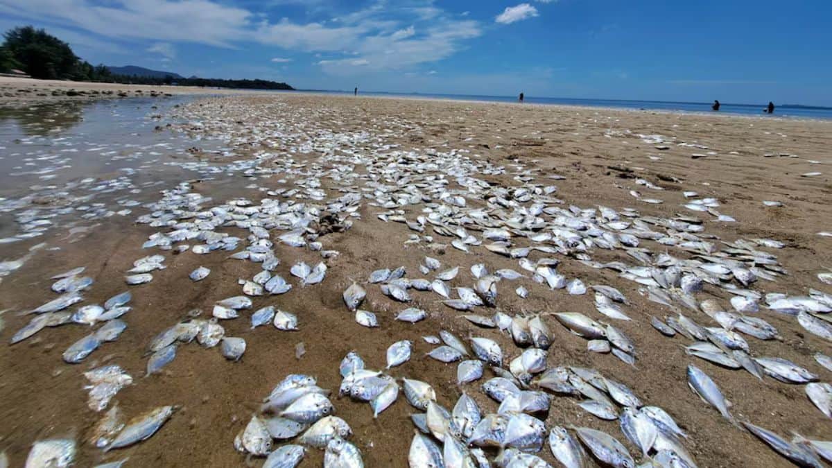Fish are getting smaller and that may be a problem. Why? – Firstpost