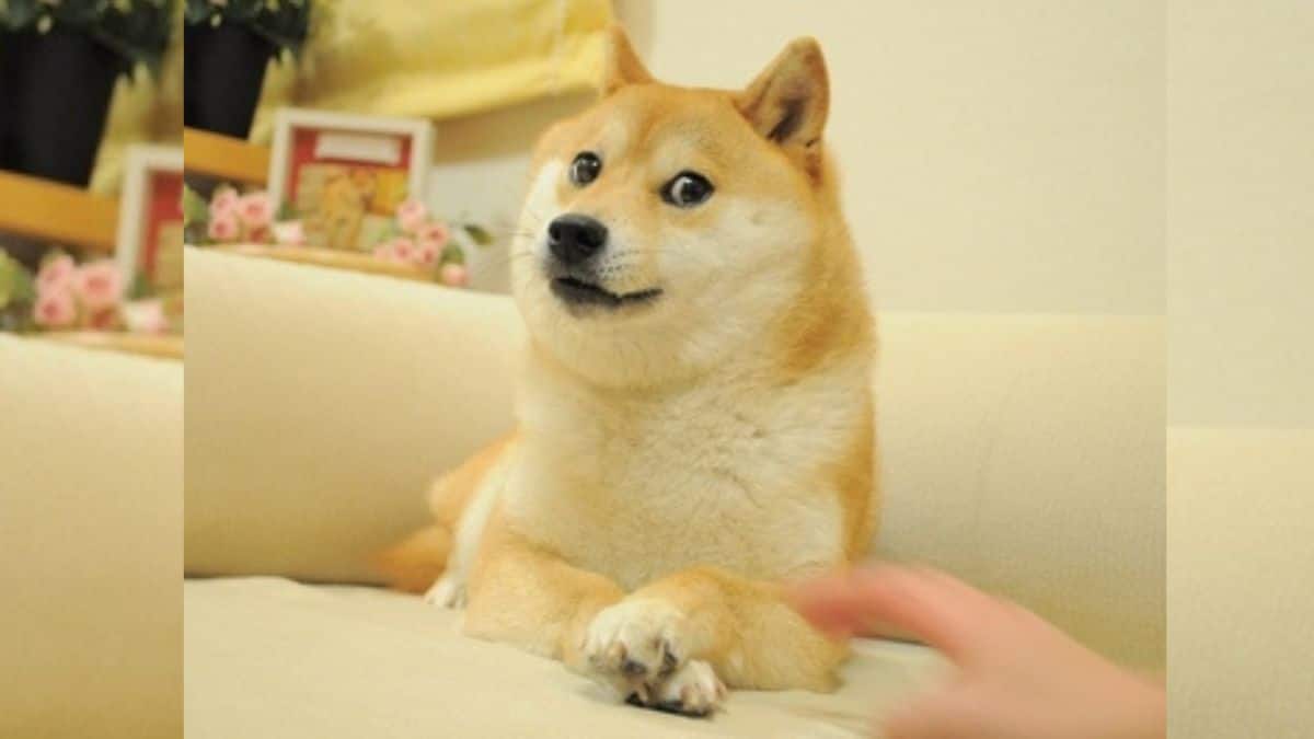 dogecoin-dog-3-Satu-2024-05-