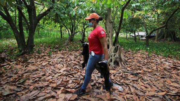 ‘Falling out of trees like apples’: How monkeys are dropping dead amid Mexico’s fierce heatwave