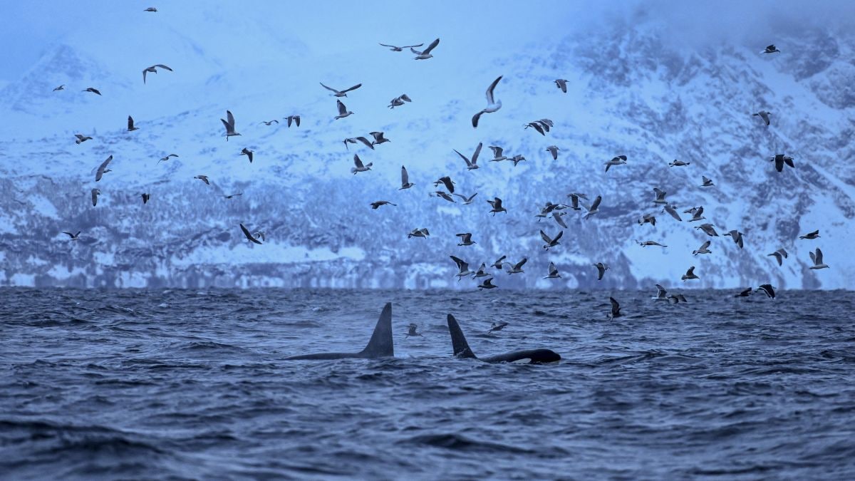 Another orca attack in Strait of Gibraltar: Are they seeking revenge or is it playful behaviour?