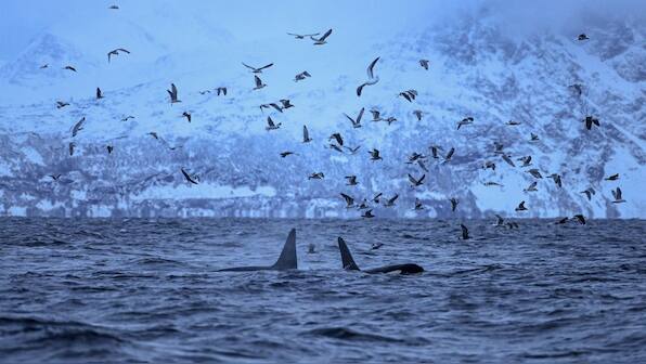Four weeks, four conventions: UN to focus on global environmental crisis
