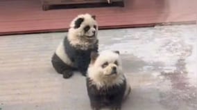 Bear Facts: Did a Chinese zoo paint dogs to make them look like pandas?