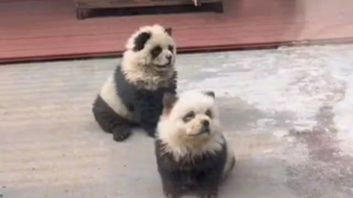 China's "panda dogs" as seen at the Taizhou Zoo in Jiangsu Province. Image Courtesy: X China's "panda dogs" as seen at the Taizhou Zoo in Jiangsu Province. Image Courtesy: X