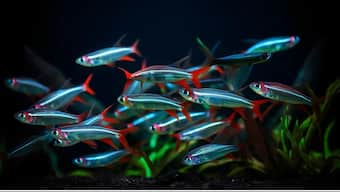 Scientists around the world have begun to notice something: fish are getting smaller. Image used for representational purposes/Pixabay