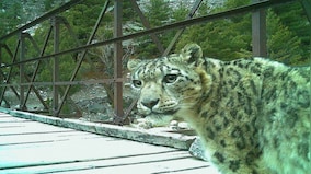 Uttarakhand: Snow leopards spotted wandering off a bridge in Gangotri National Park, drive wildlife lovers crazy