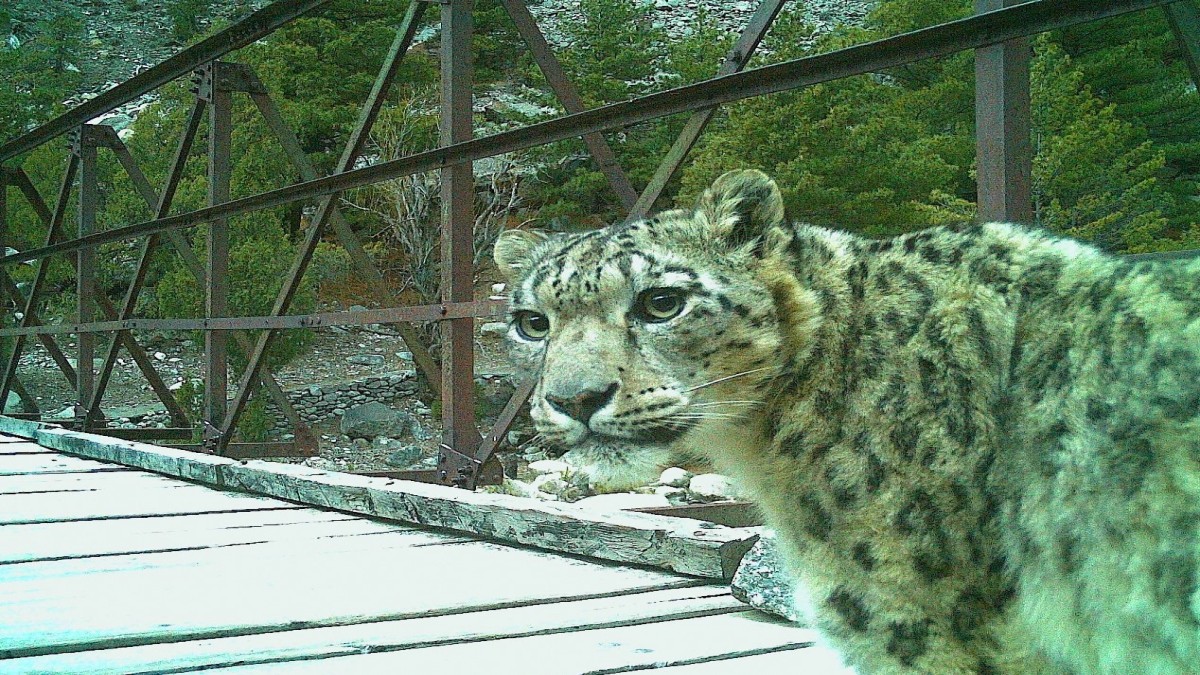 Uttarakhand: Snow leopards spotted wandering off a bridge in Gangotri National Park, drive wildlife lovers crazy Uttarakhand: Snow leopards spotted wandering off a bridge in Gangotri National Park, drive wildlife lovers crazy