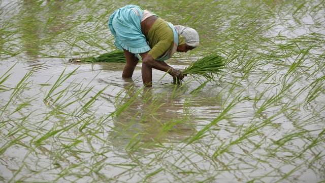 india paddy