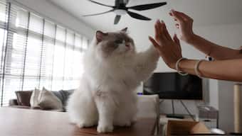 Owner Sunny, 30, gives cat treats to her Ragdoll cat, Mooncake, in her Housing and Development Board (HDB) flat in Singapore. Reuters