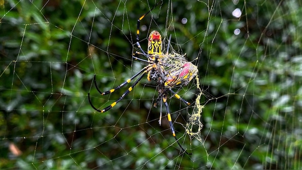 Stranger Things: Are giant, poisonous spiders going to invade New York City?