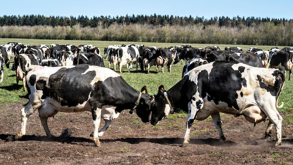 What is the new vaccine for cow burps? Why is it needed?