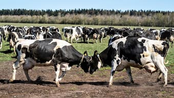 Dairy cows are released from the stables on the so-called Eco Day, at Sommerbjerggaard, near Them, Denmark, April 19, 2020. File Image/Reuters