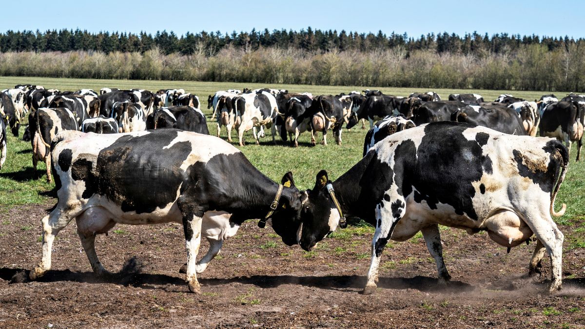 Dairy cows are released from the stables on the so-called Eco Day, at Sommerbjerggaard, near Them, Denmark, April 19, 2020. File Image/Reuters Dairy cows are released from the stables on the so-called Eco Day, at Sommerbjerggaard, near Them, Denmark, April 19, 2020. File Image/Reuters