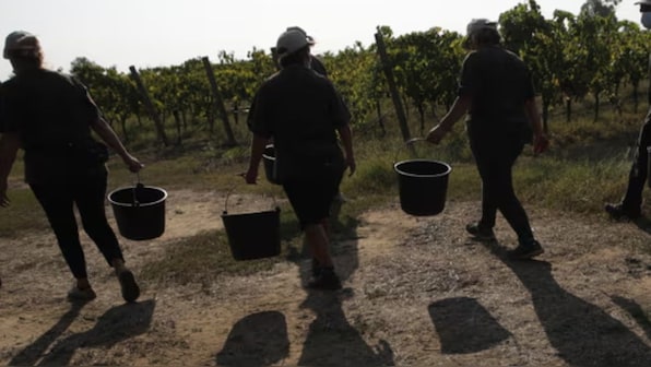 Uproar in Italy as Indian farm worker left to die with severed arm