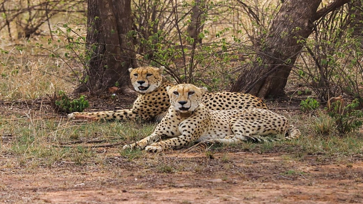 Why are Kuno’s cheetah trackers on strike? – Firstpost
