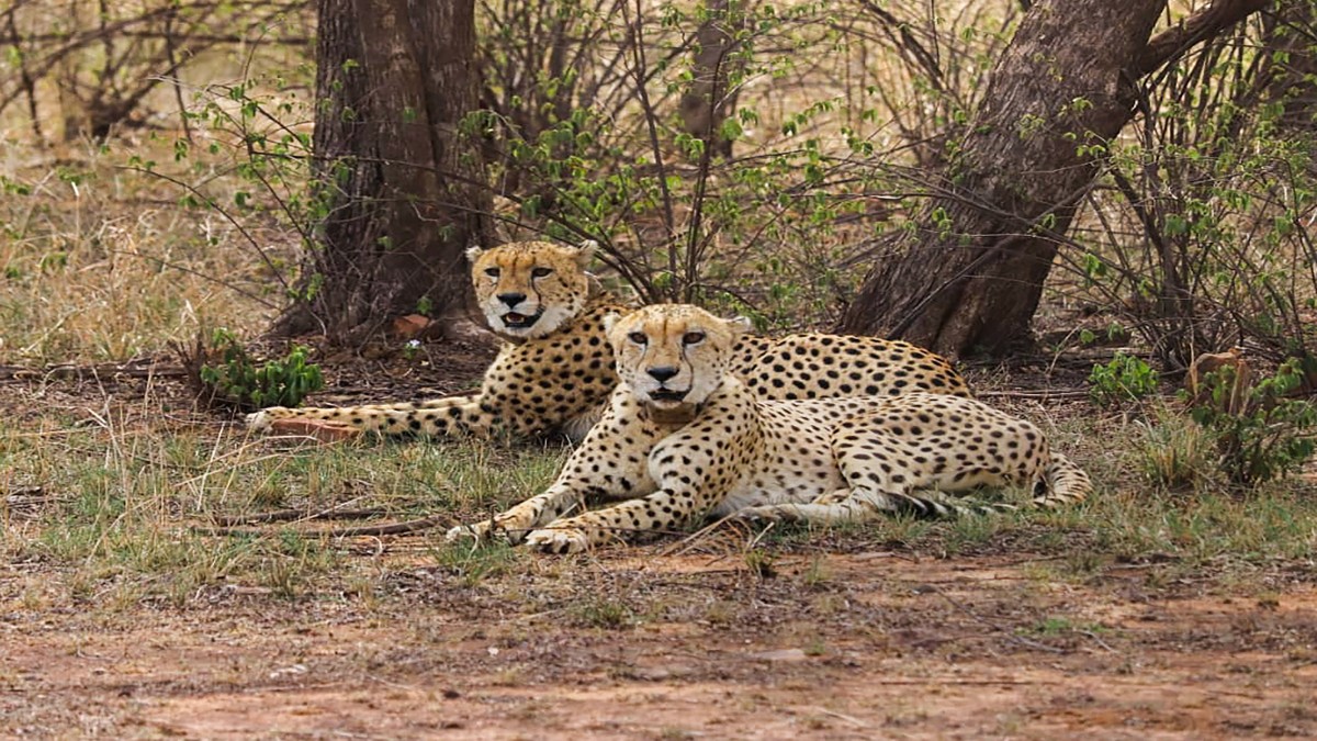 In this file image, Cheetahs at Kuno National Park (KNP) in Madhya Pradesh's Sheopur district. Namibian cheetah Shaurya died at the national park on Tuesday, state Forest Minister Nagar Singh Chouhan said, making it the 10th such fatality since the reintroduction of African big cats in India in 2022. PTI In this file image, Cheetahs at Kuno National Park (KNP) in Madhya Pradesh's Sheopur district. Namibian cheetah Shaurya died at the national park on Tuesday, state Forest Minister Nagar Singh Chouhan said, making it the 10th such fatality since the reintroduction of African big cats in India in 2022. PTI