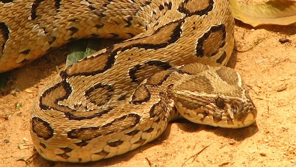 Snake panic in Bangladesh, Russell's viper fears trigger wave of indiscriminate killings