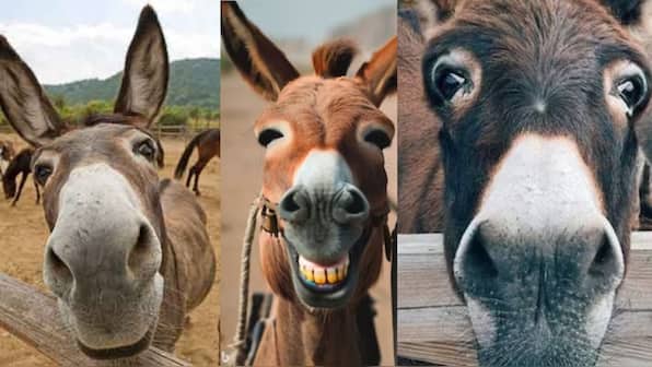 Pakistan misses GDP growth target but donkey population surges to 5.9 million in FY 2023-24