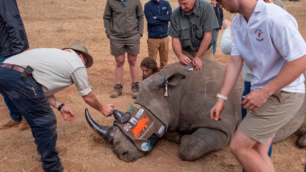 South African scientist have a genius way to curb rhino poaching: Make their horns radioactive