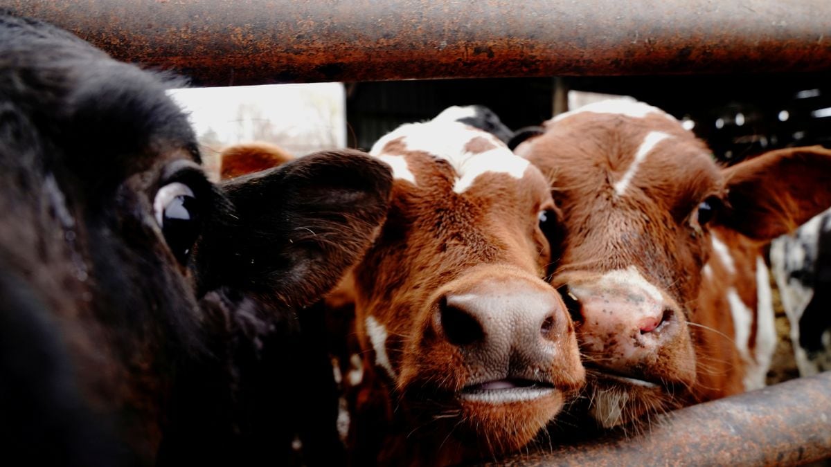 New Zealand scraps plan to monetise livestock's burps, farts, urine