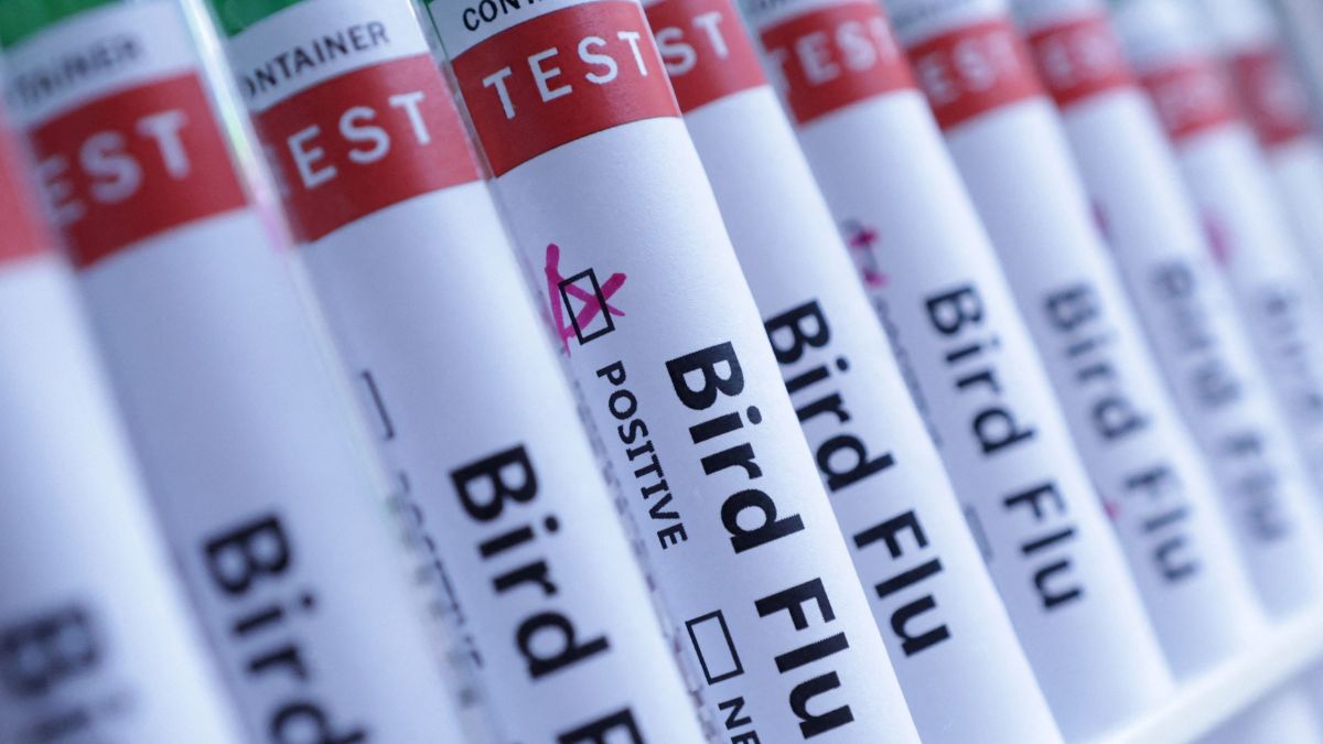 Spike in EU bird flu outbreaks spark worries of wider spread to humans Spike in EU bird flu outbreaks spark worries of wider spread to humans