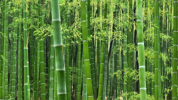 It's a first: Maharashtra state budget includes bamboo plantation scheme to fight climate change