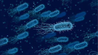 Japan’s Health Ministry had recorded 977 cases of streptococcal toxic shock syndrome (STSS), as of 2 June. Image used for representational purposes/Pixabay