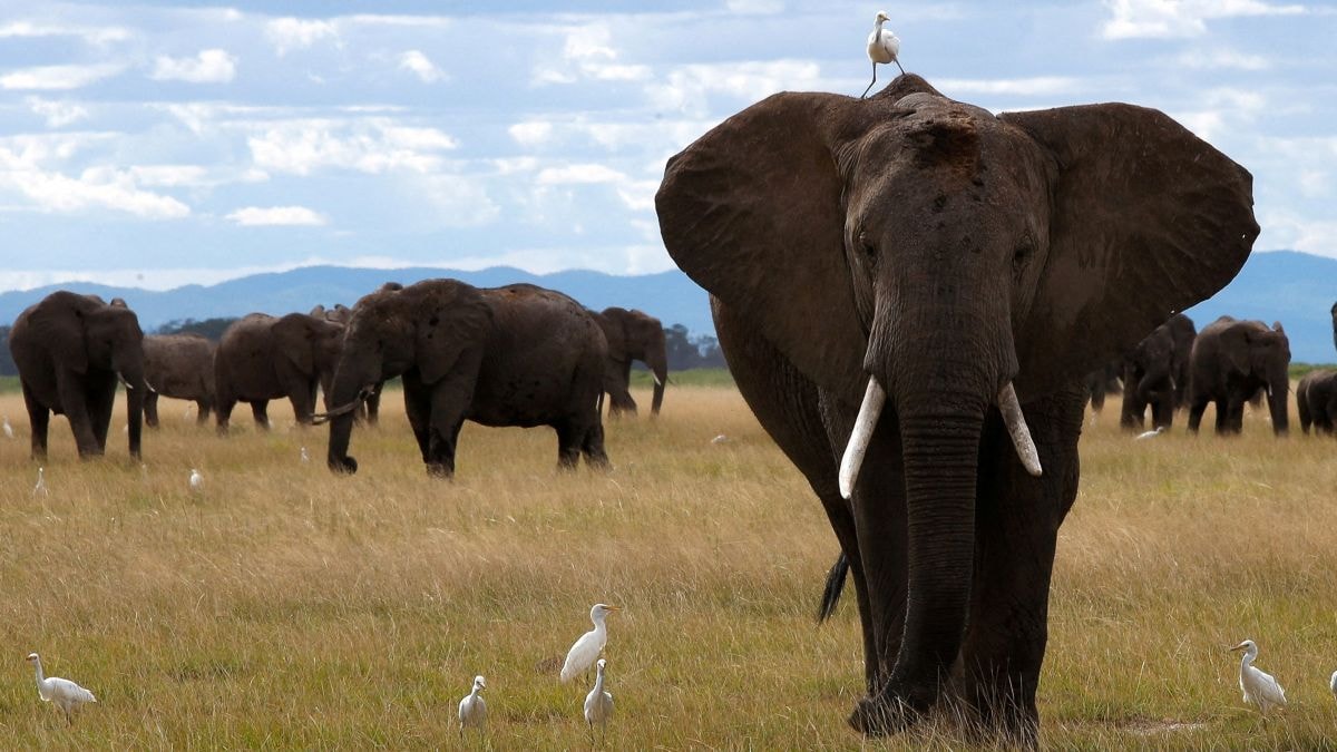 Trunk call: Do elephants call out to each other by their name?