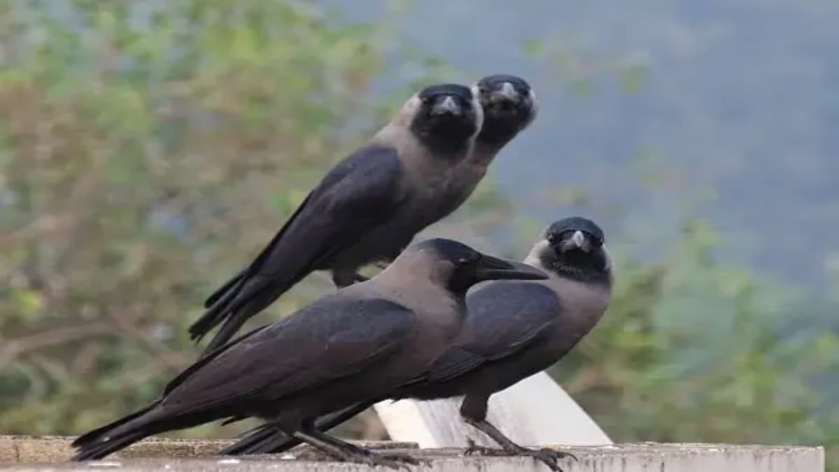 'Saviours' to Kenya's biggest pest: Story of Indian crows in Africa ...