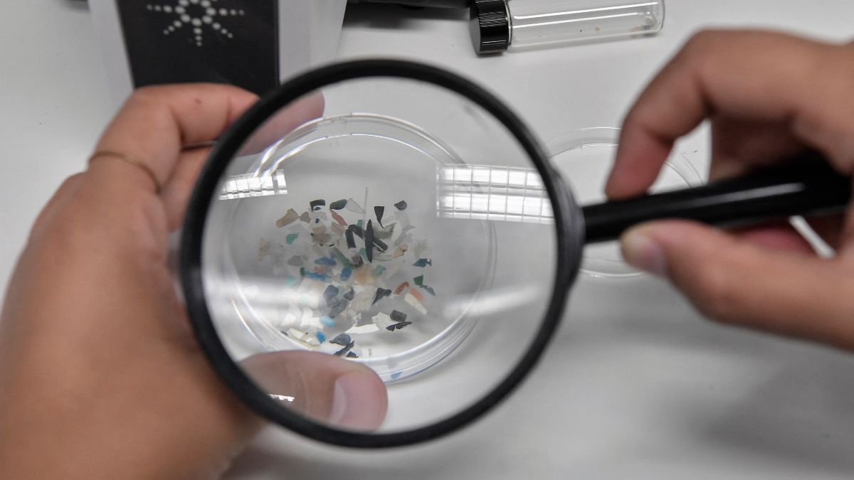 Miscroplastics have been found in human penis for the first time. AFP Miscroplastics have been found in human penis for the first time. AFP