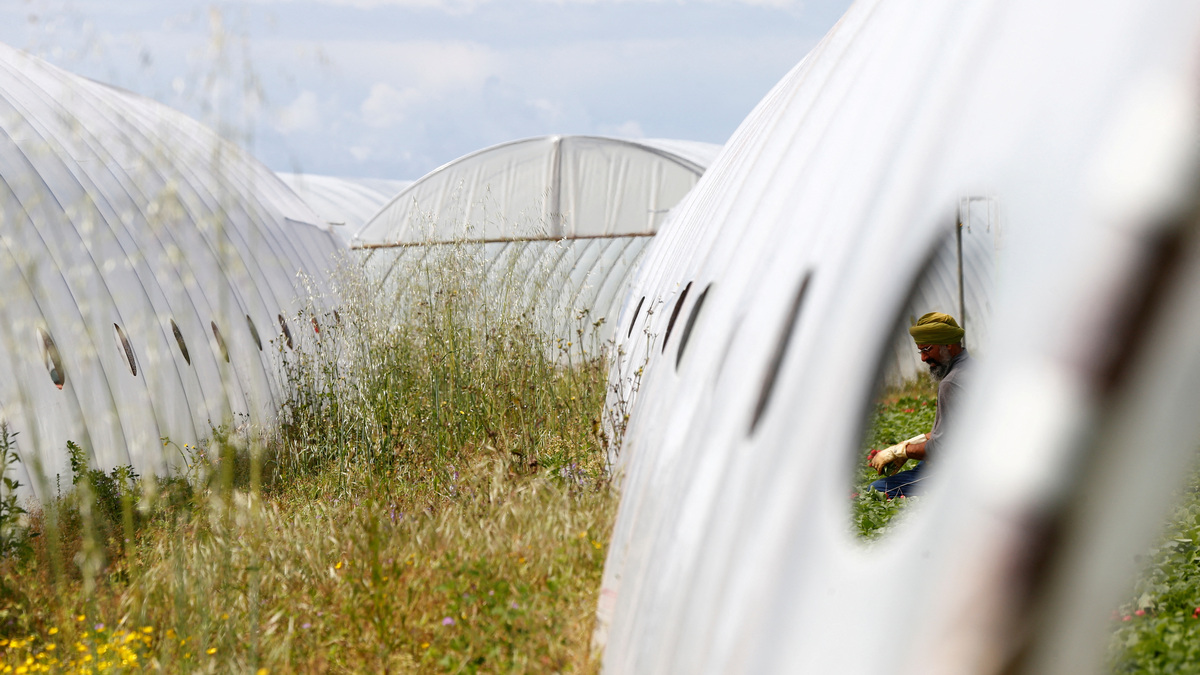 Most Sikh migrants work in Italy’s dairy sector, as fruit pickers or in olive gardens. Reuters Most Sikh migrants work in Italy’s dairy sector, as fruit pickers or in olive gardens. Reuters