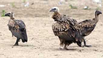The population of vultures in the mid-1990s plummeted to nearly zero – causing alarm for many including conservationists. But it also had other side effects.