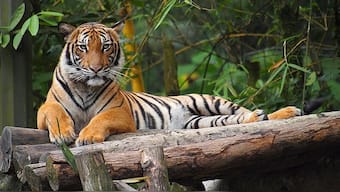 A Malayan Tiger at National Zoo of Malaysia. Image courtesy: Tu7uh, Wikimedia Commons
