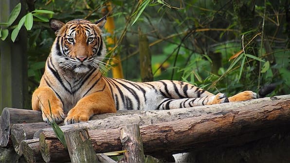 International Tiger Day 2024: Celebrating legendary tigers and the global conservation crusade
