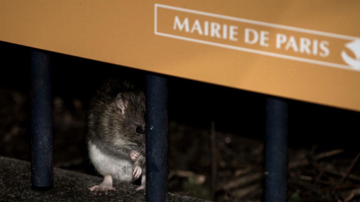 Real-life Ratatouille: How Paris is racing to manage its rat population ahead of Olympics Real-life Ratatouille: How Paris is racing to manage its rat population ahead of Olympics
