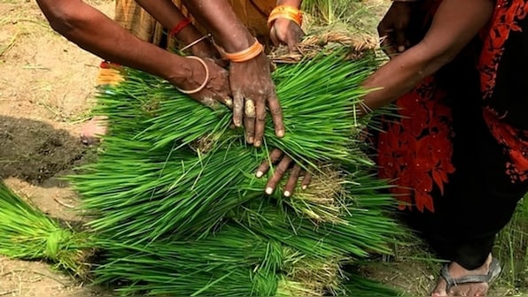 Economic Survey 2025: Agriculture grows 3.5% in Q2; Kharif output surges