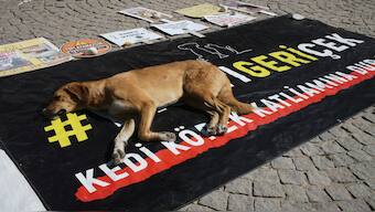 A stray dog rests on a banner that reads "#withdraw the legislation" during a protest by animal rights activists in Ankara, Turkey, Monday, July 29, 2024. AP