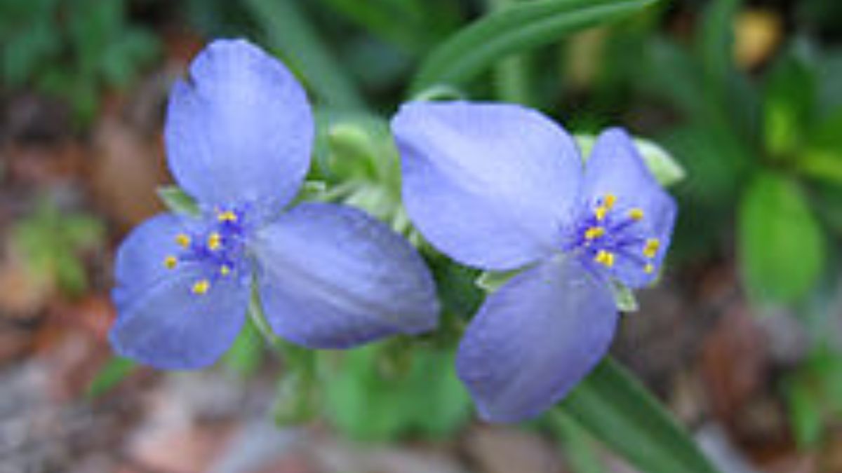 200 'racist' plant names set to change after a vote of botanists 200 'racist' plant names set to change after a vote of botanists