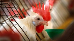 Why Australia bird flu outbreak is forcing McDonald’s lovers to make big sacrifice